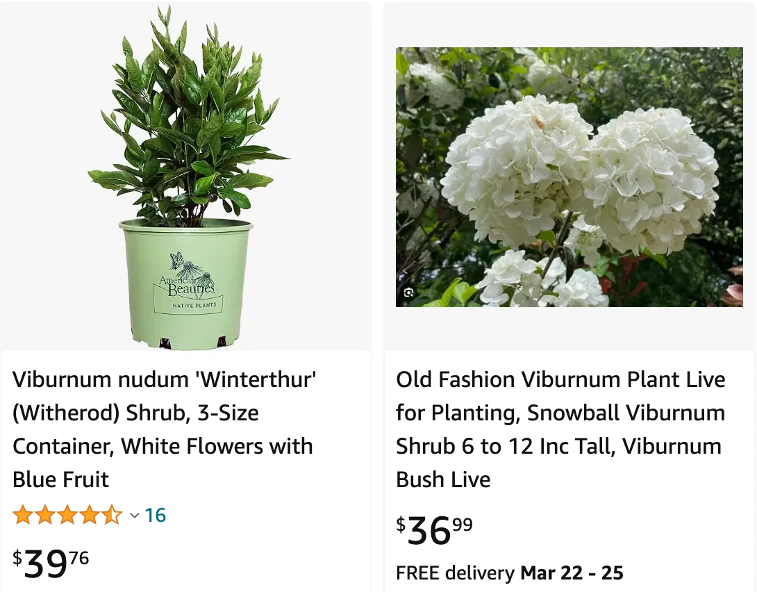 Winterthur Viburnum | Monsteraholic