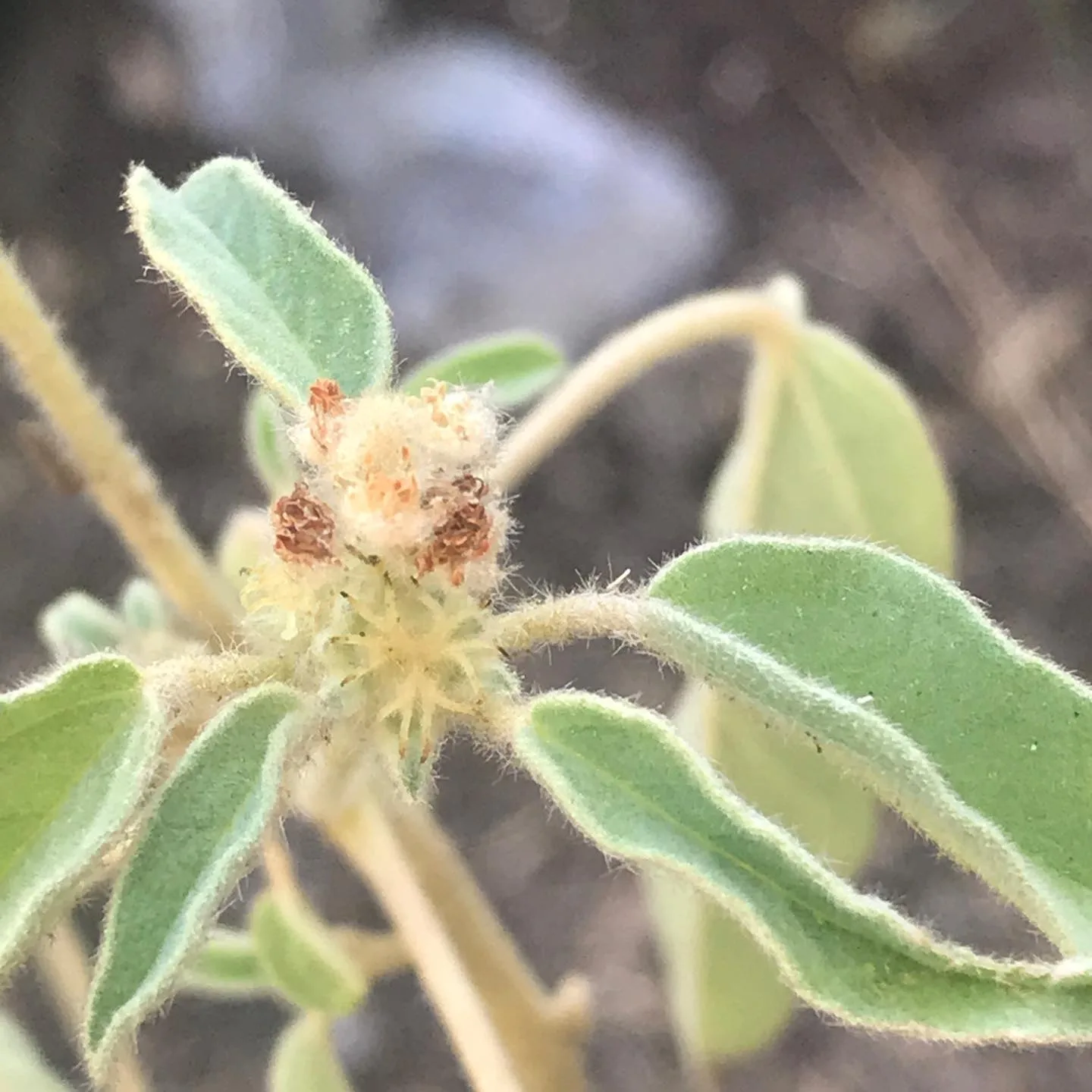 Plant FAQs Woolly Croton