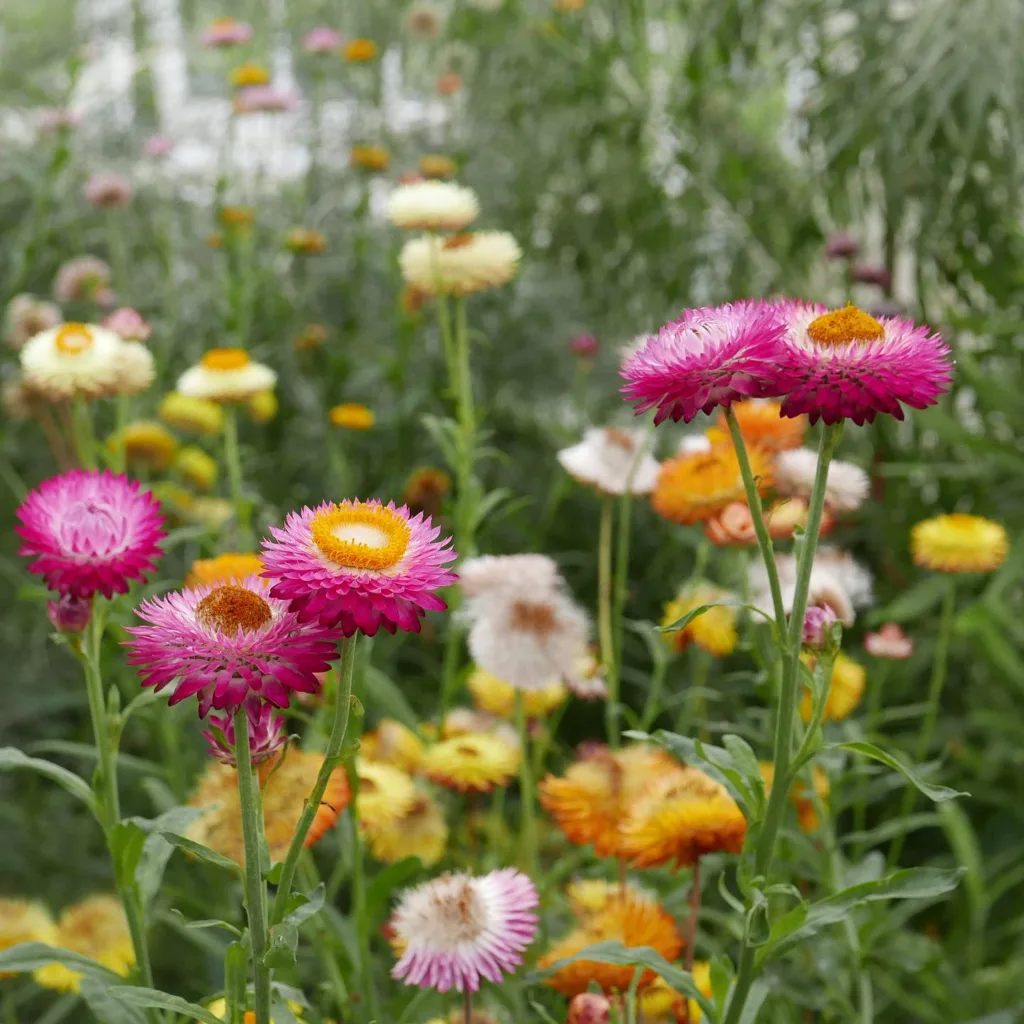 Xerochrysum Bracteatum