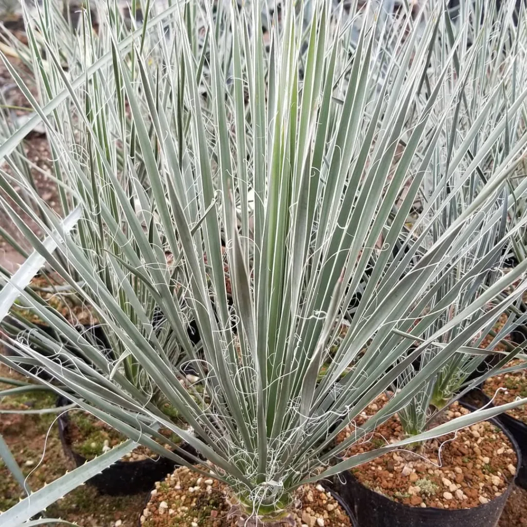 Yucca Elata