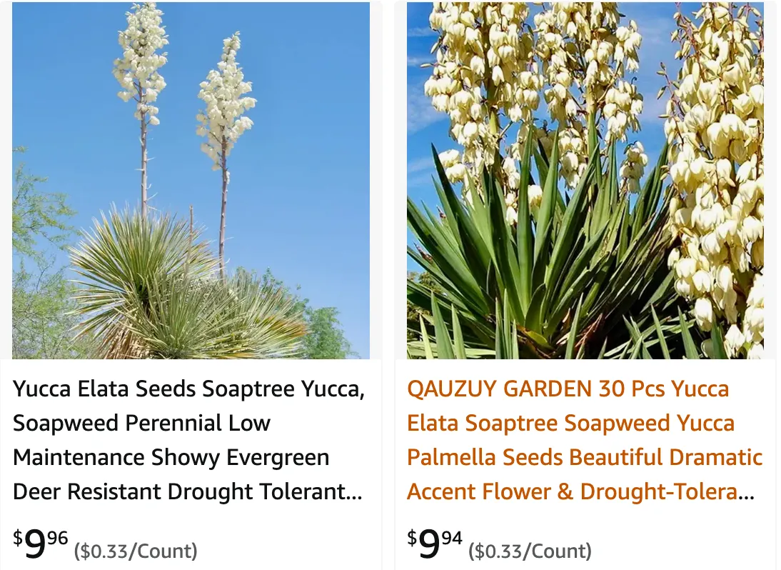 Yucca Elata | Monsteraholic