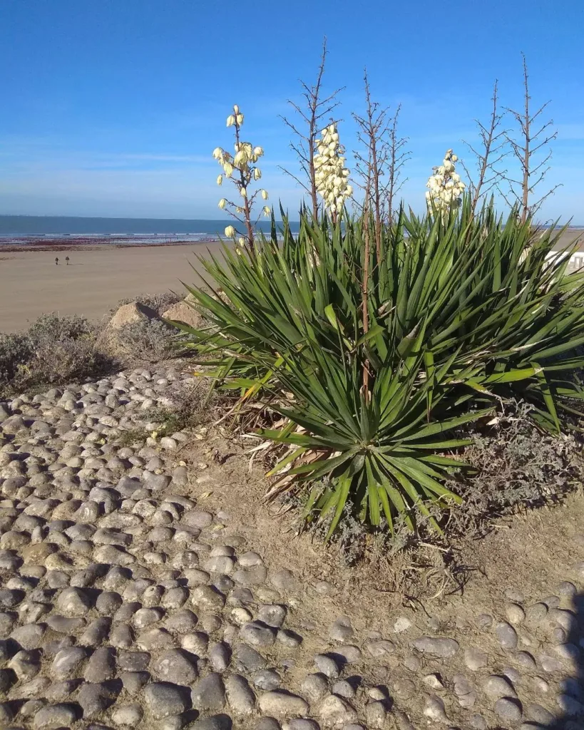 Yucca Flaccida