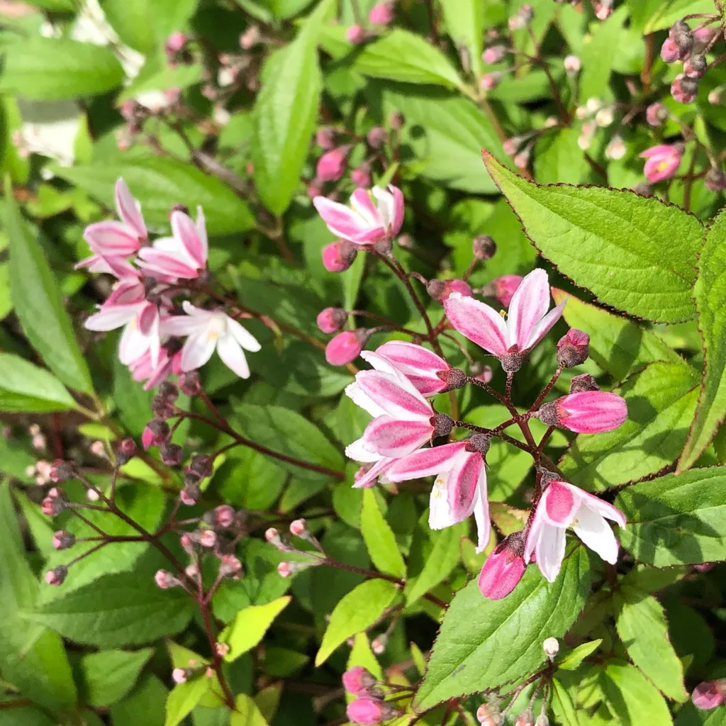 Yuki Cherry Blossom Deutzia