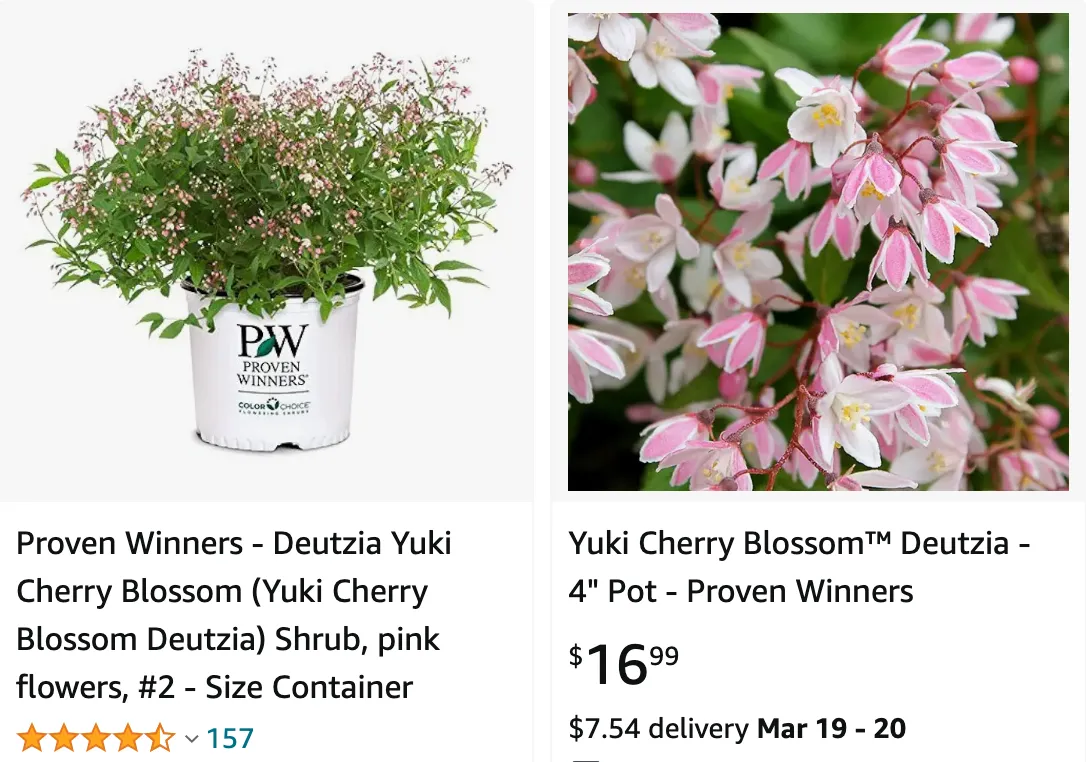 Yuki Cherry Blossom Deutzia | Monsteraholic