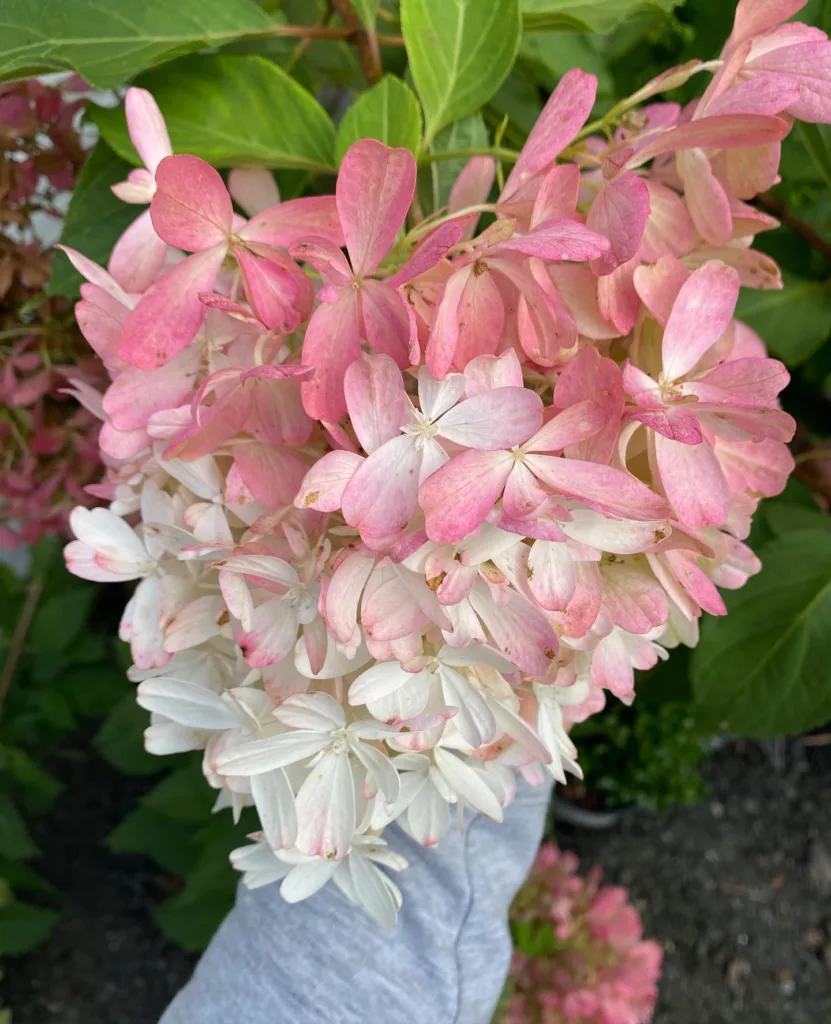 Zinfin Doll Hydrangea