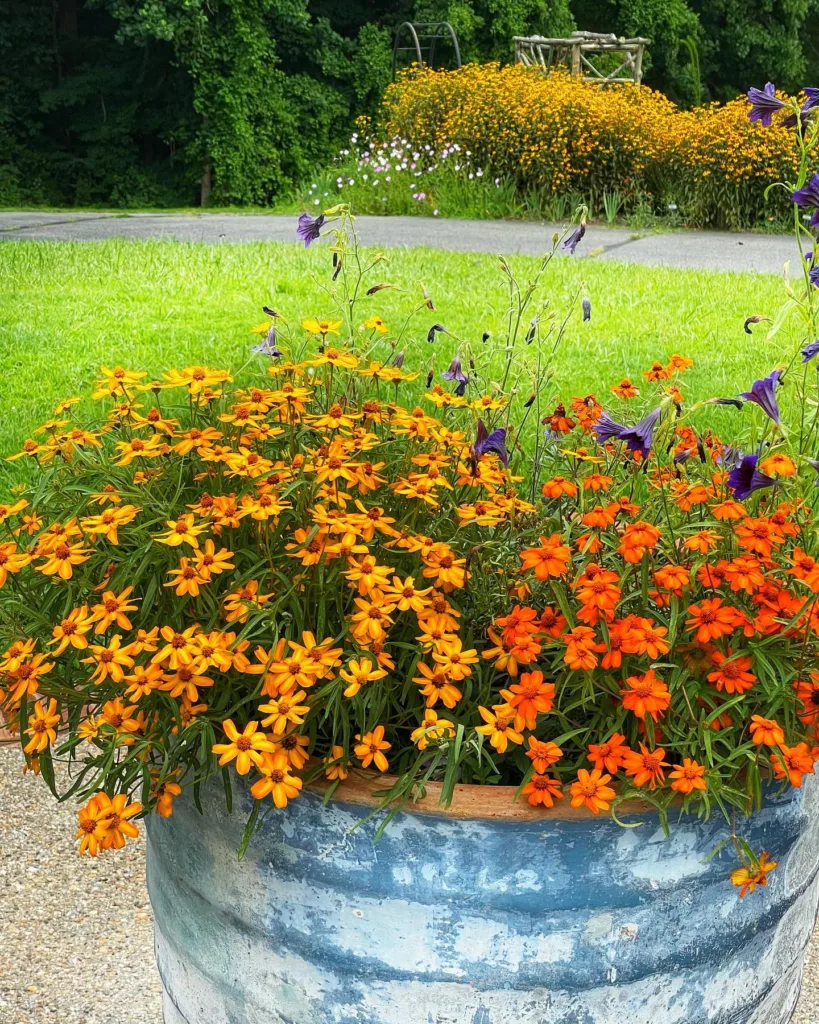 Zinnia Angustifolia