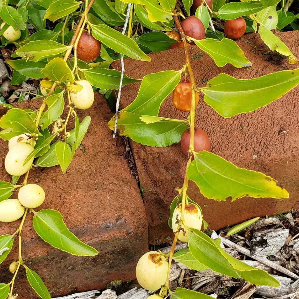 Ziziphus Mauritiana