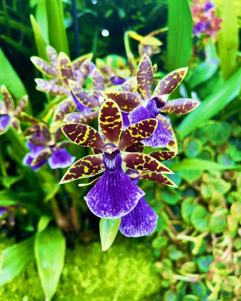 Zygopetalum