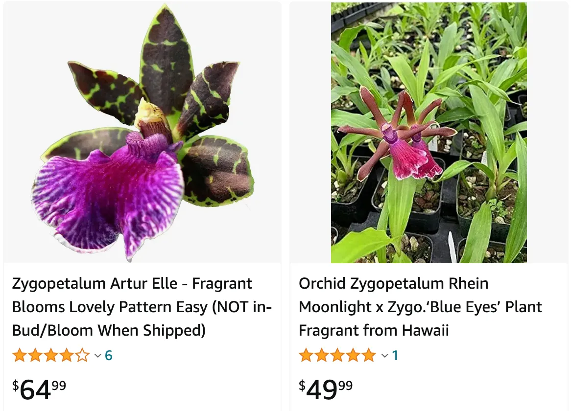 Zygopetalum | Monsteraholic