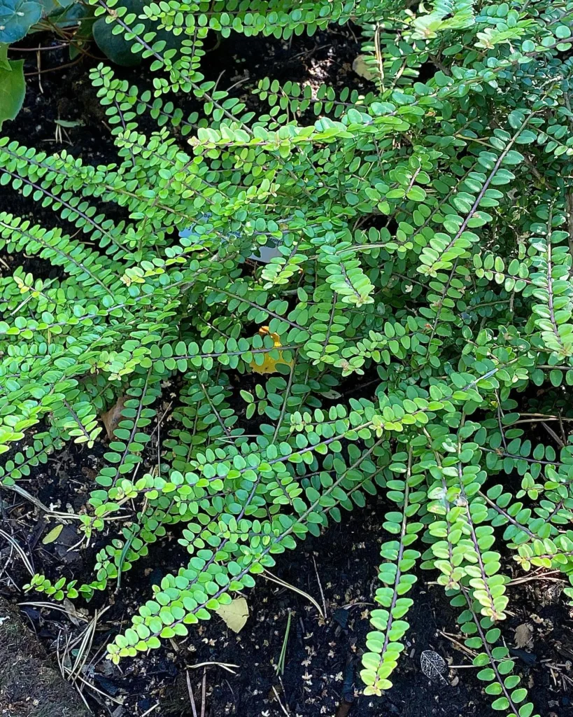 lonicera Nitida