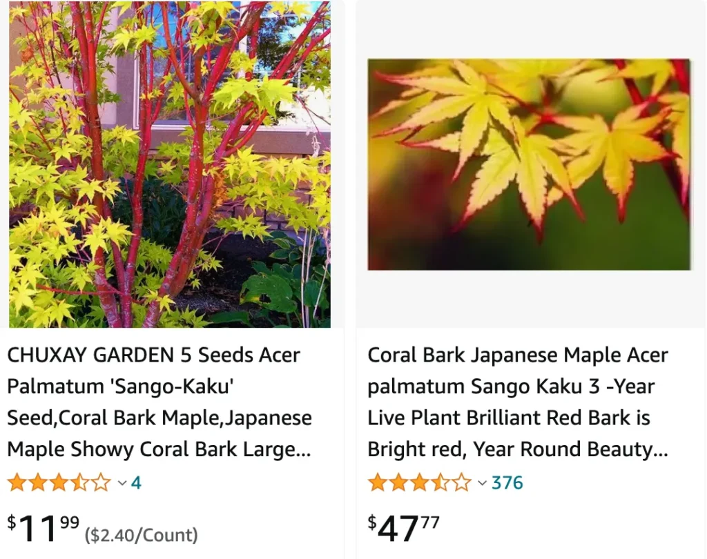 Acer Palmatum Sango Kaku | Monsteraholic