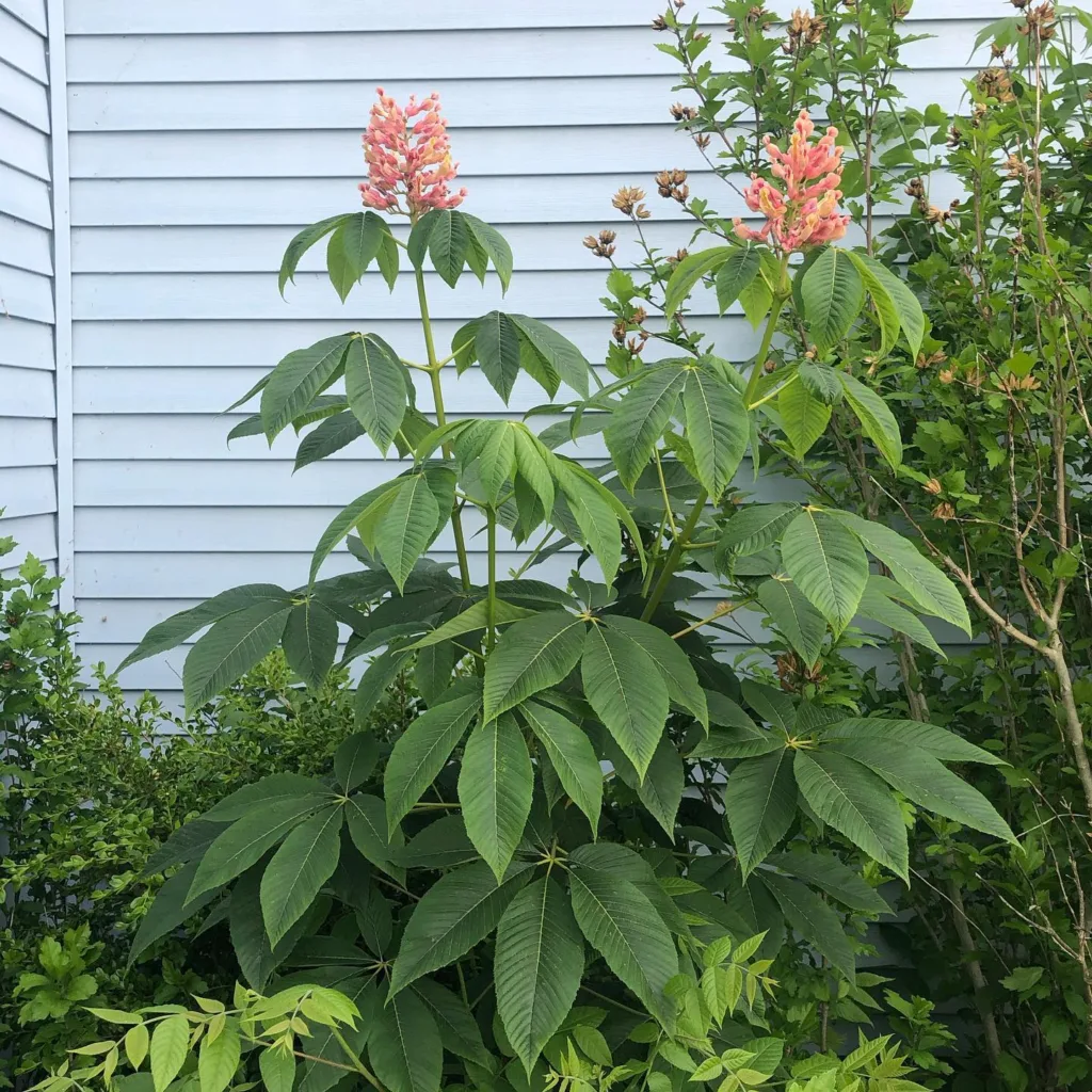 Aesculus Sylvatica