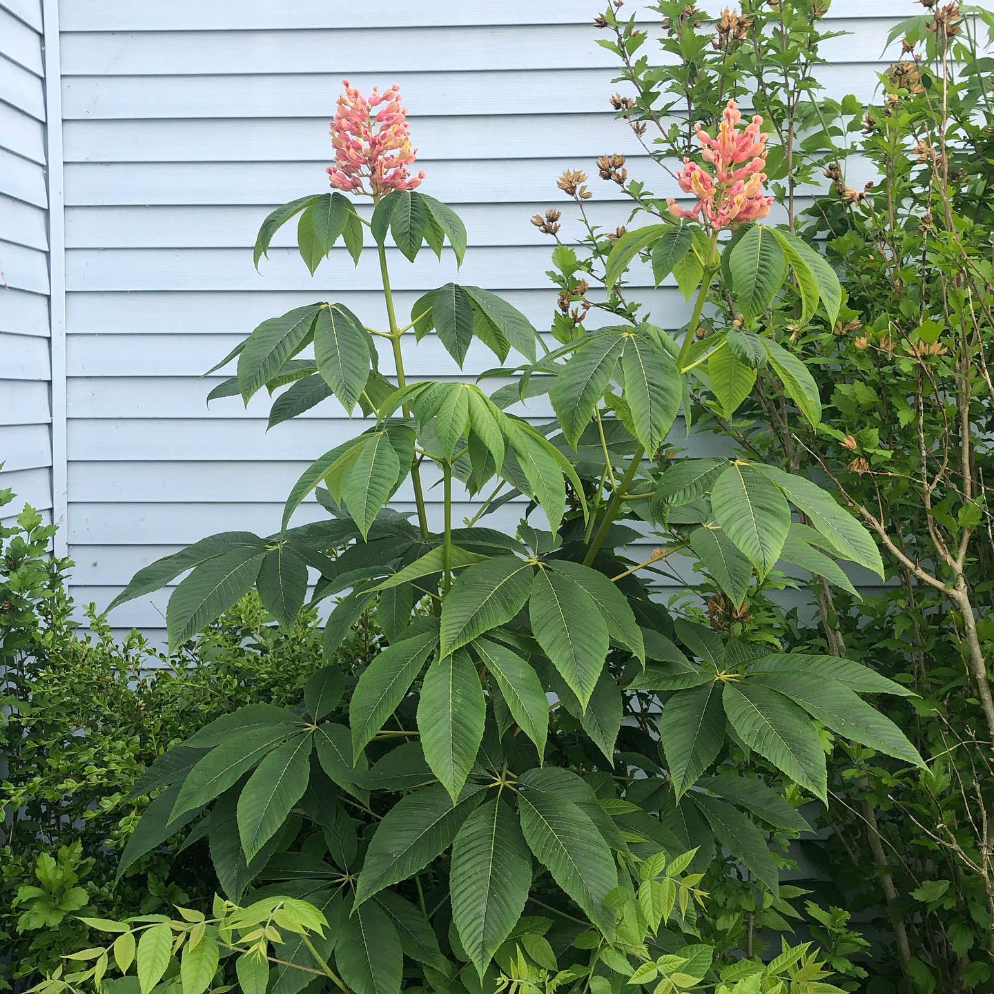 plant-faqs-aesculus-sylvatica