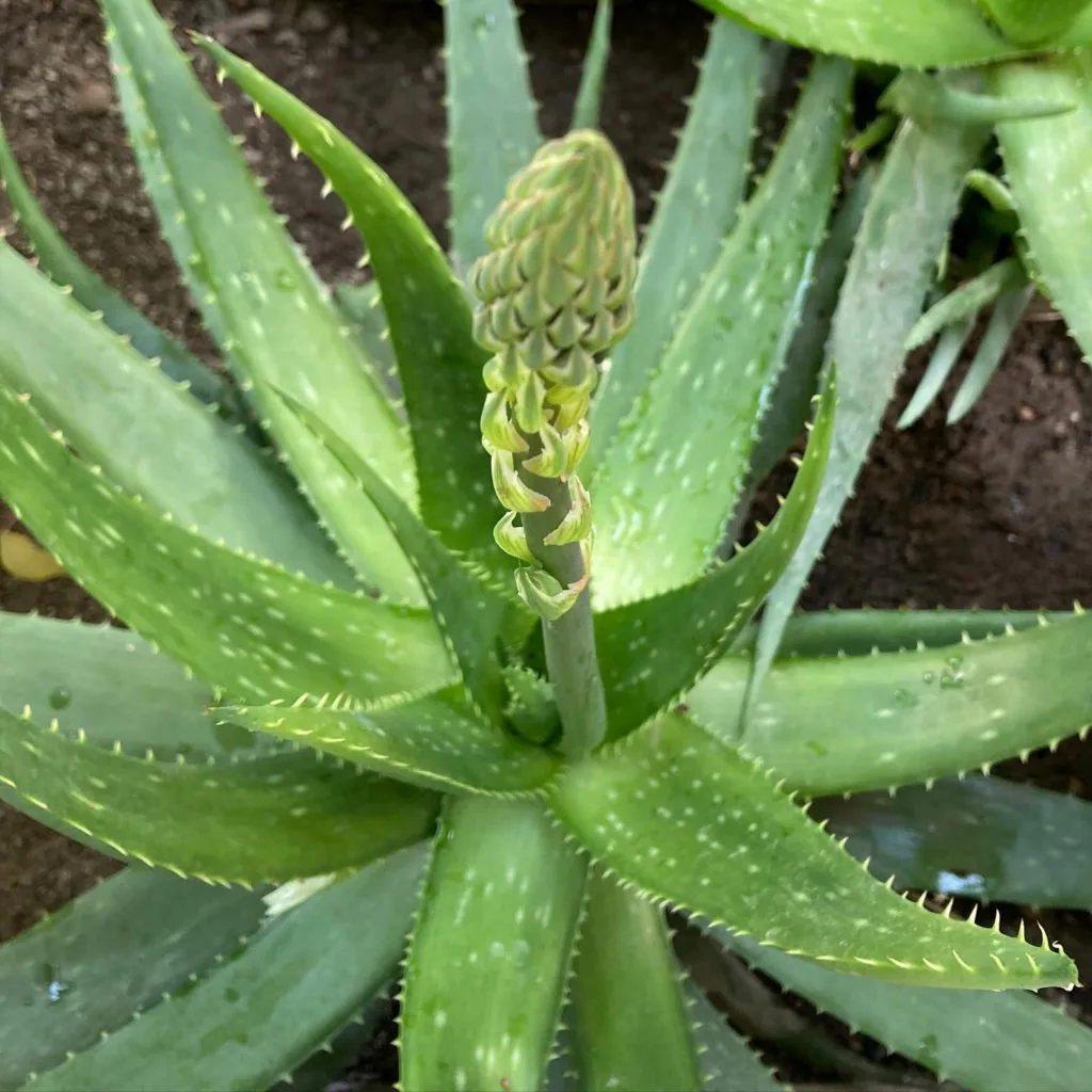 Aloe Vera