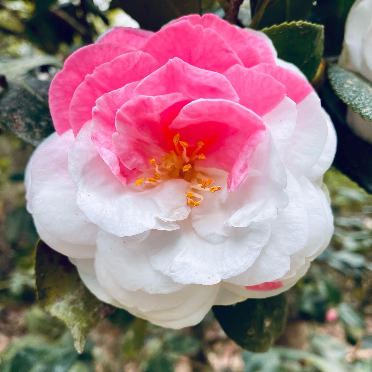 April Dawn Camellia