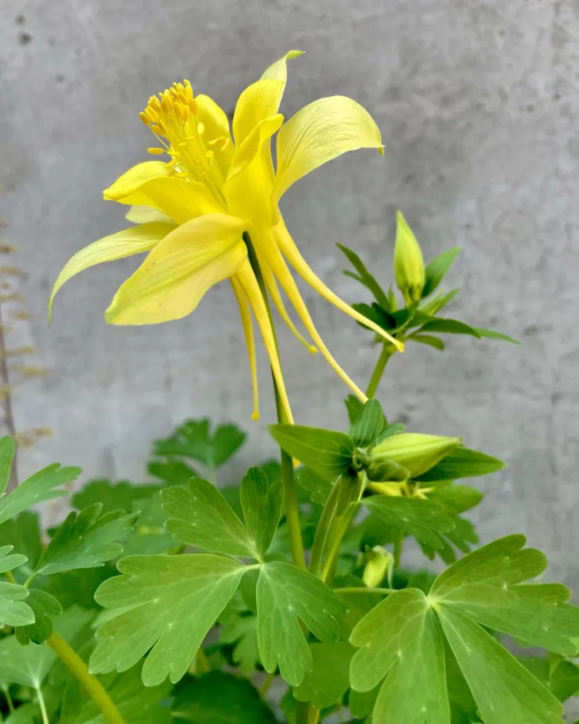 Aquilegia Chrysantha