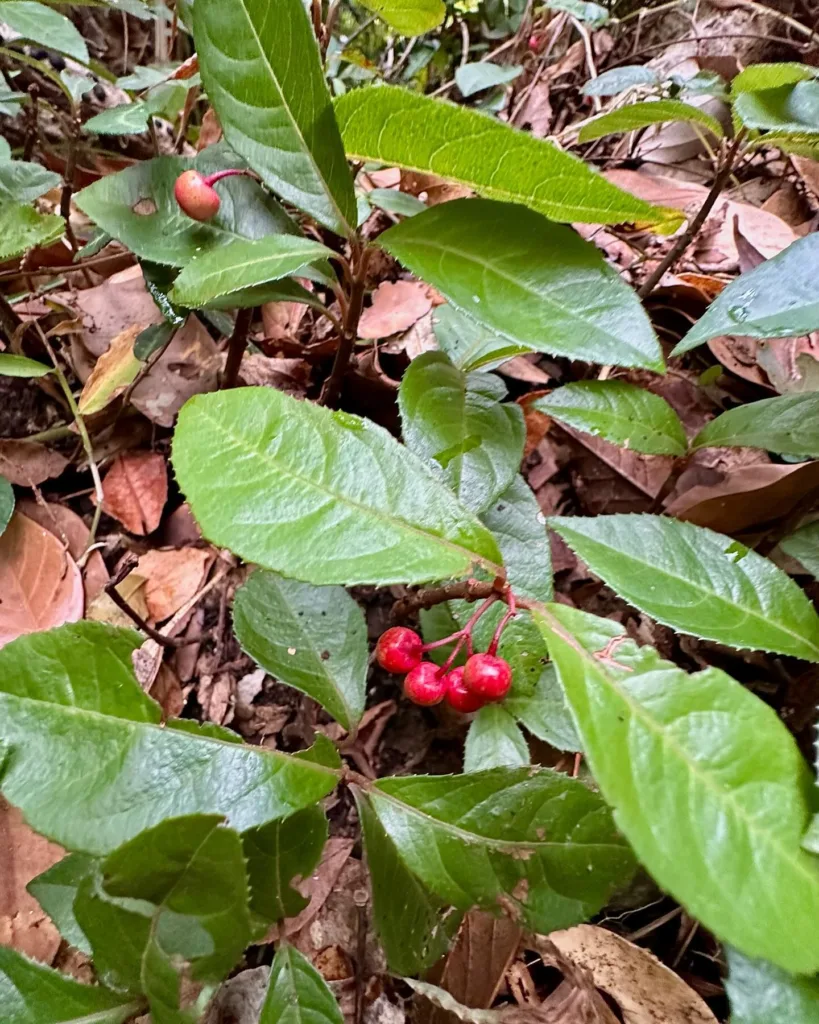 Ardisia Japonica