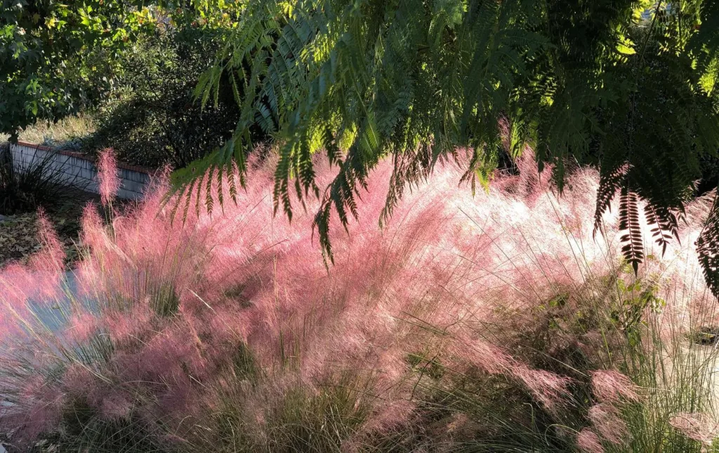 Aristida Purpurea