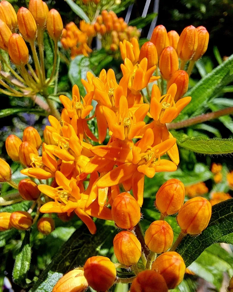 Asclepias Tuberosa