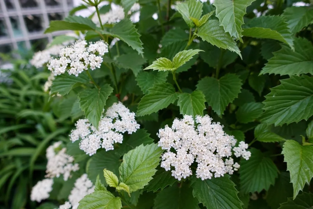 Autumn Jazz Viburnum