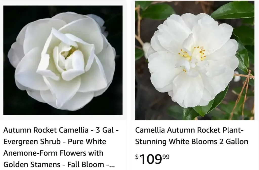 Autumn Rocket Camellia | Monsteraholic