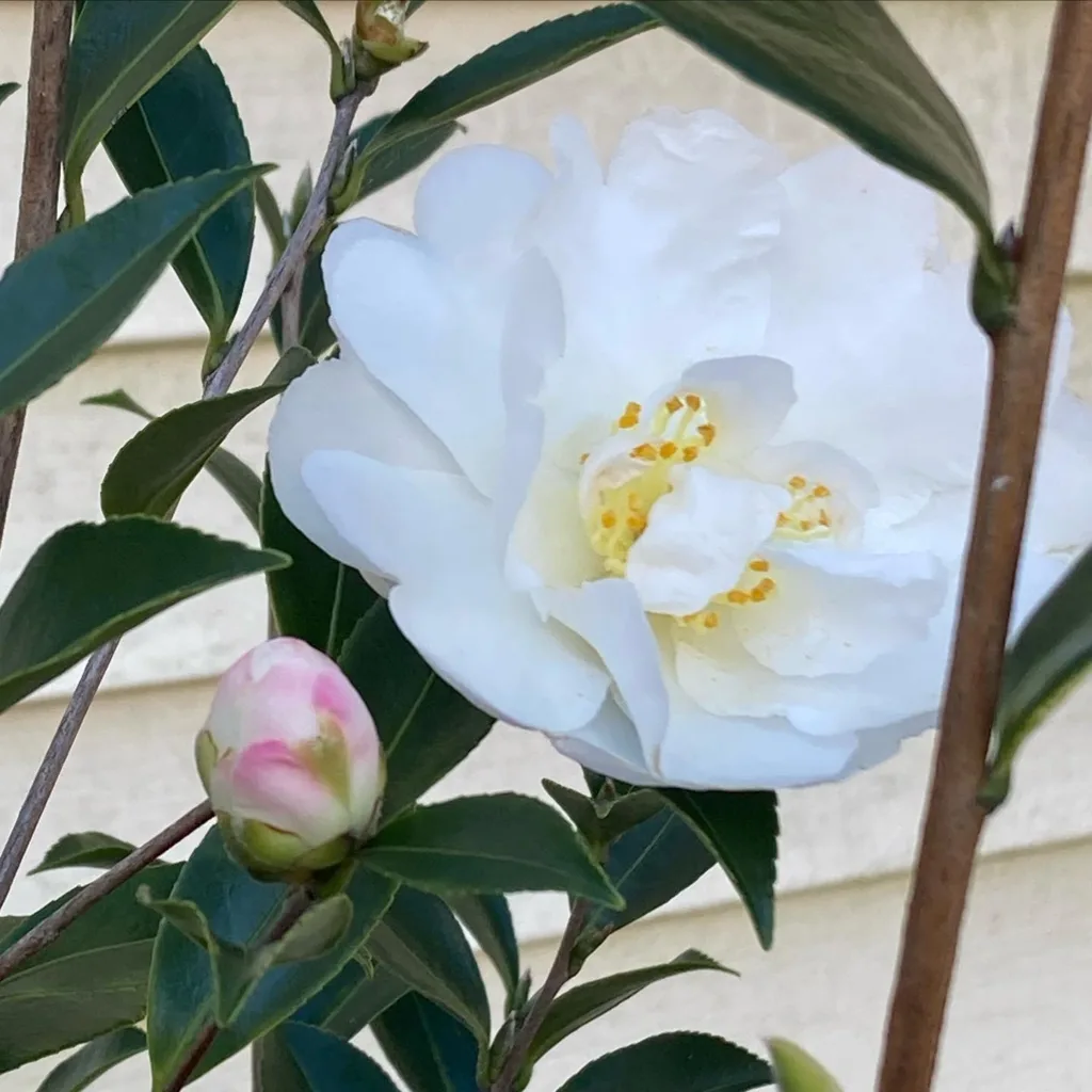 Autumn Rocket Camellia