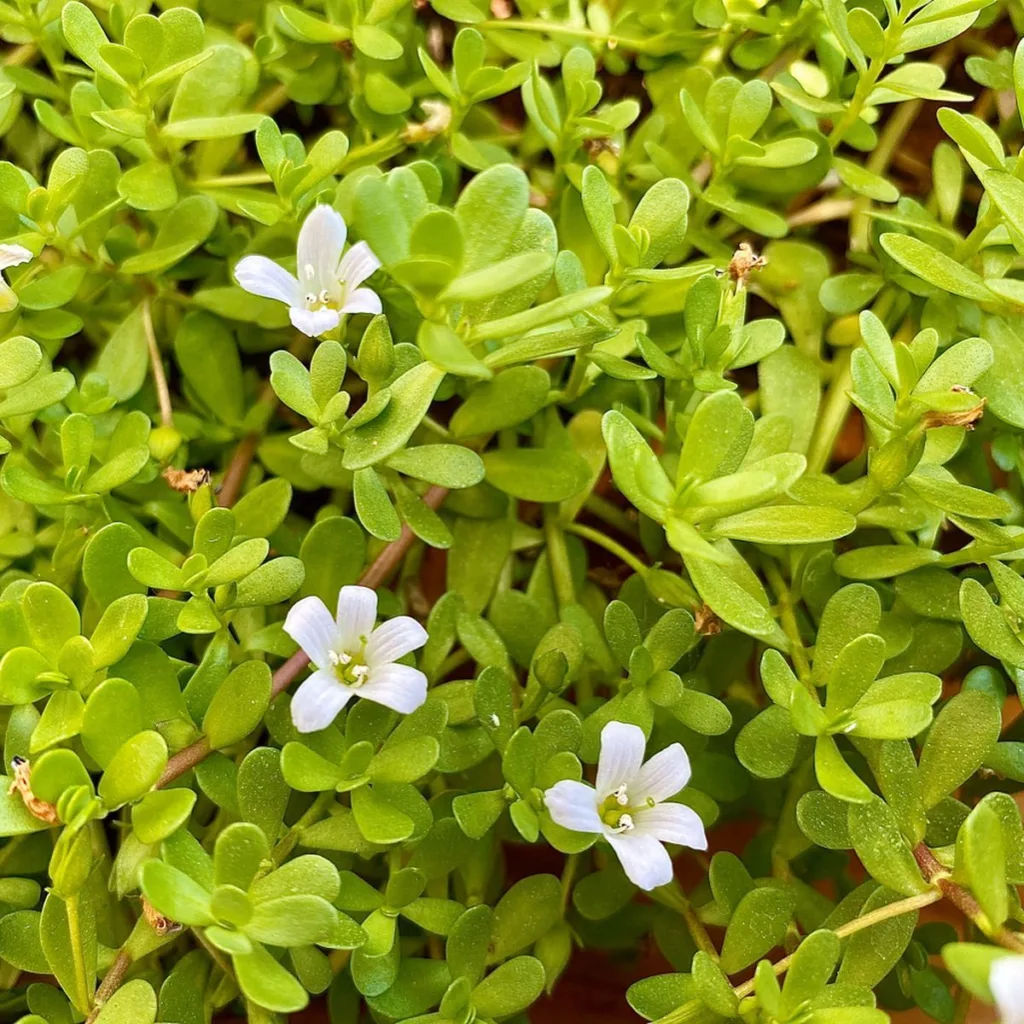 Bacopa Monnieri