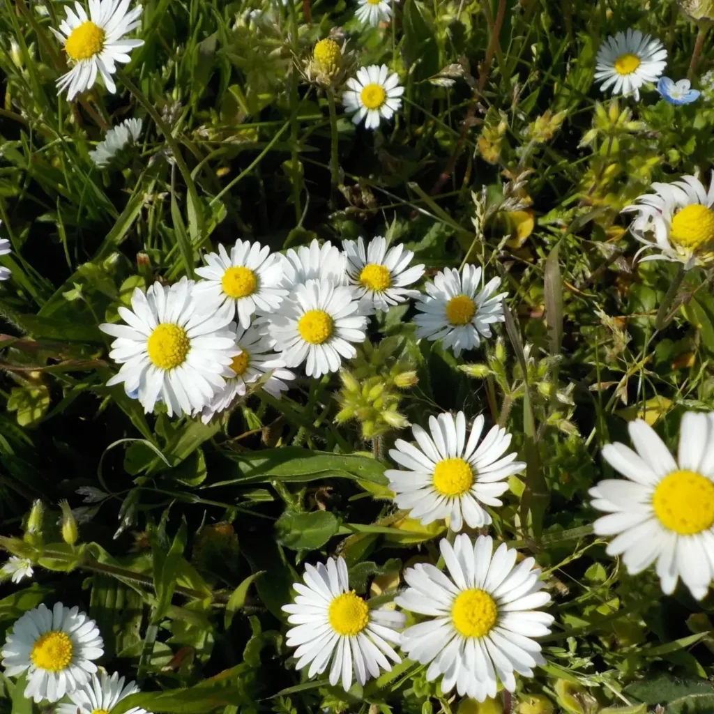 Bellis Perennis