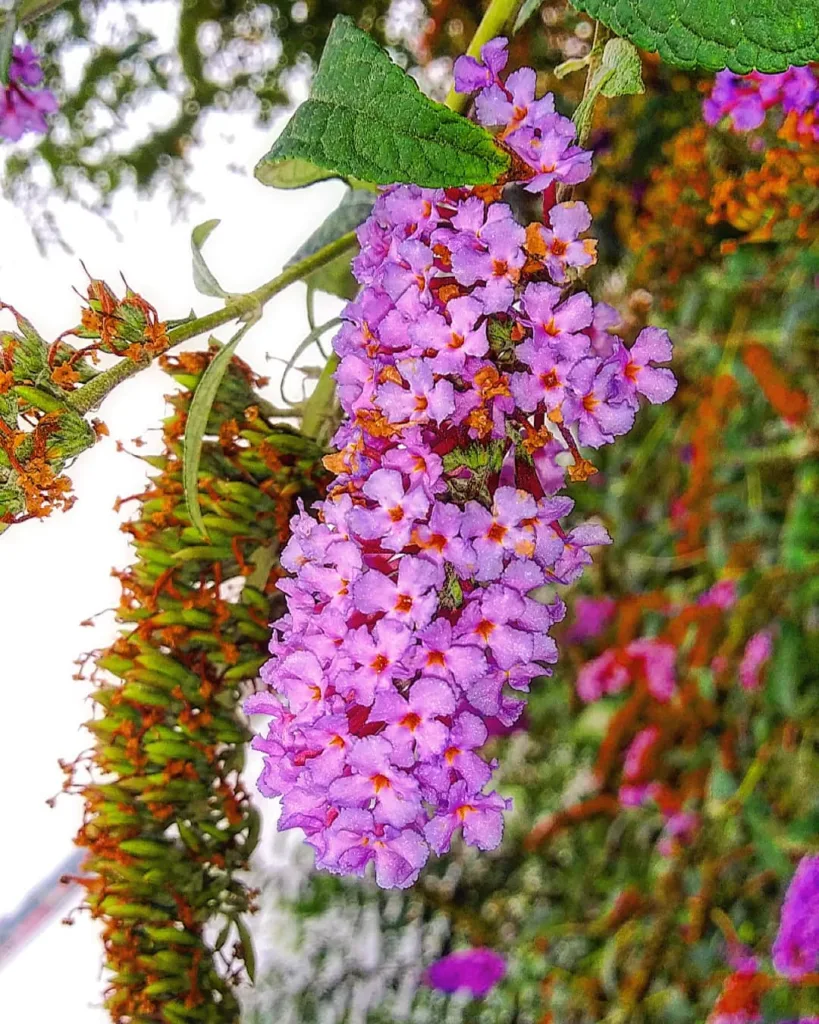 Buddleja Davidii Monum Nanho Purple