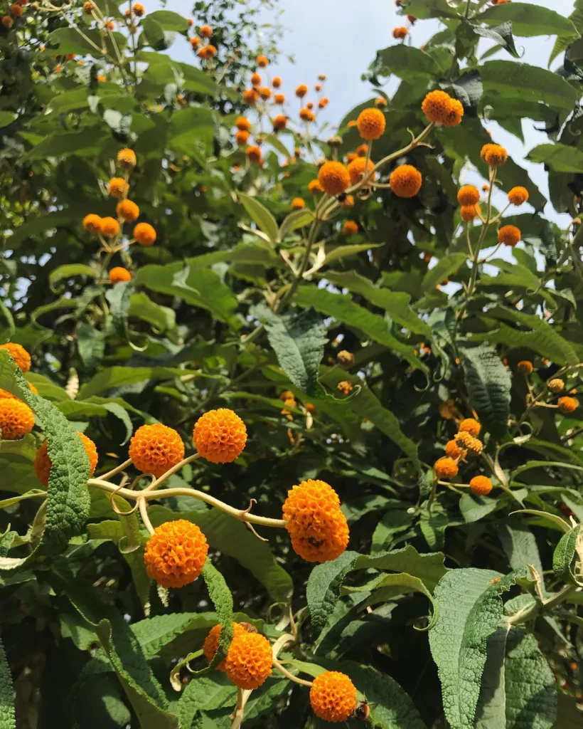 Buddleja Globosa