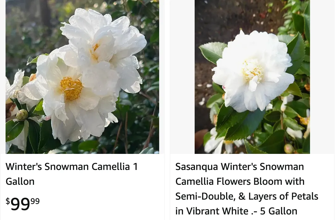 Camellia Winter Snowman