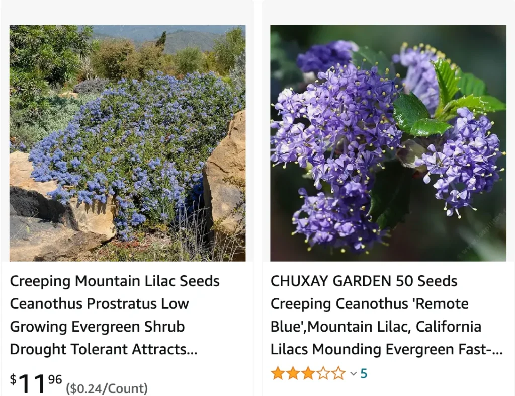 Ceanothus | Monsteraholic