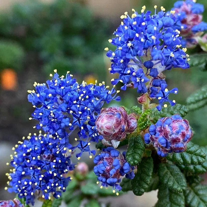 Ceanothus Julia Phelps