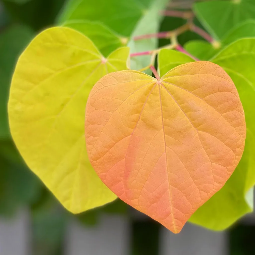 Cercis Canadensis