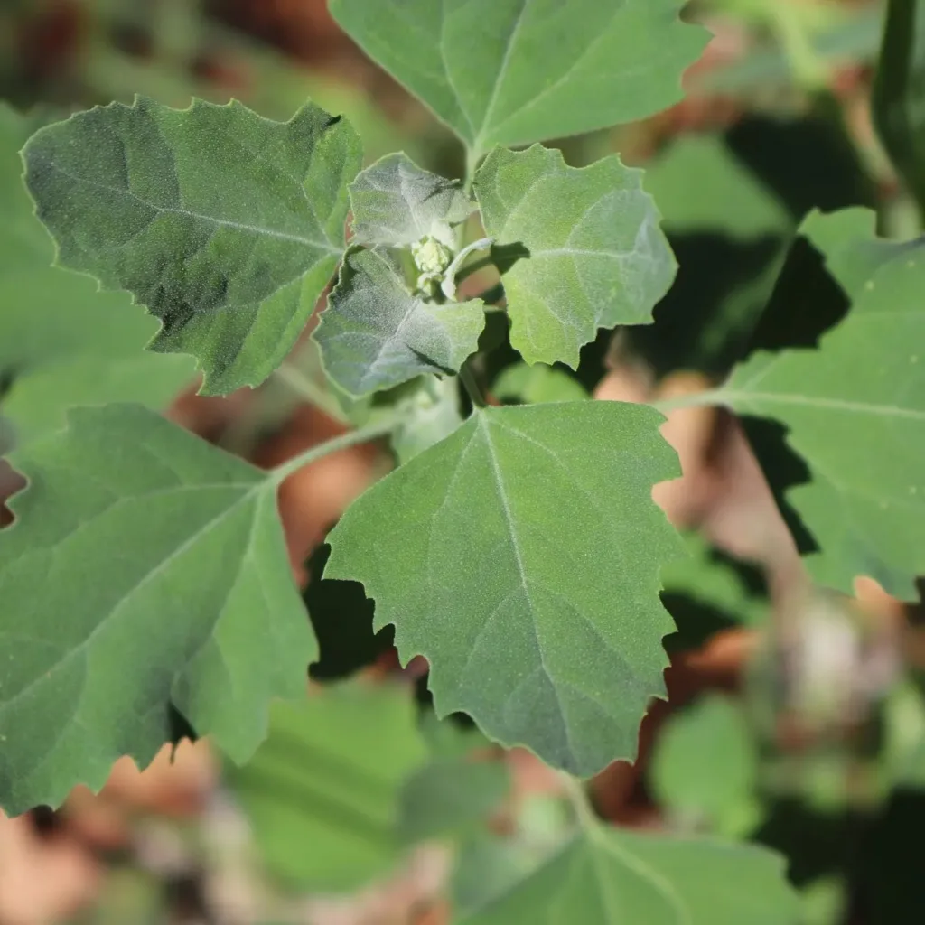 Chenopodium Album