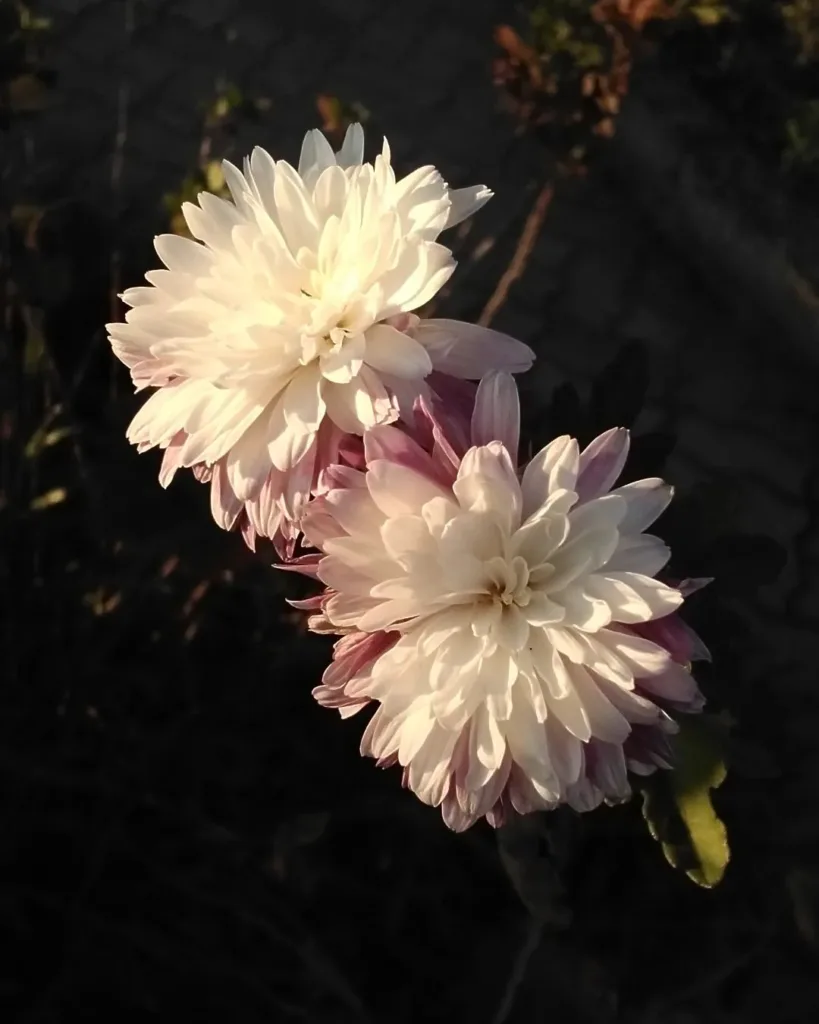 Chrysanthemum Morifolium