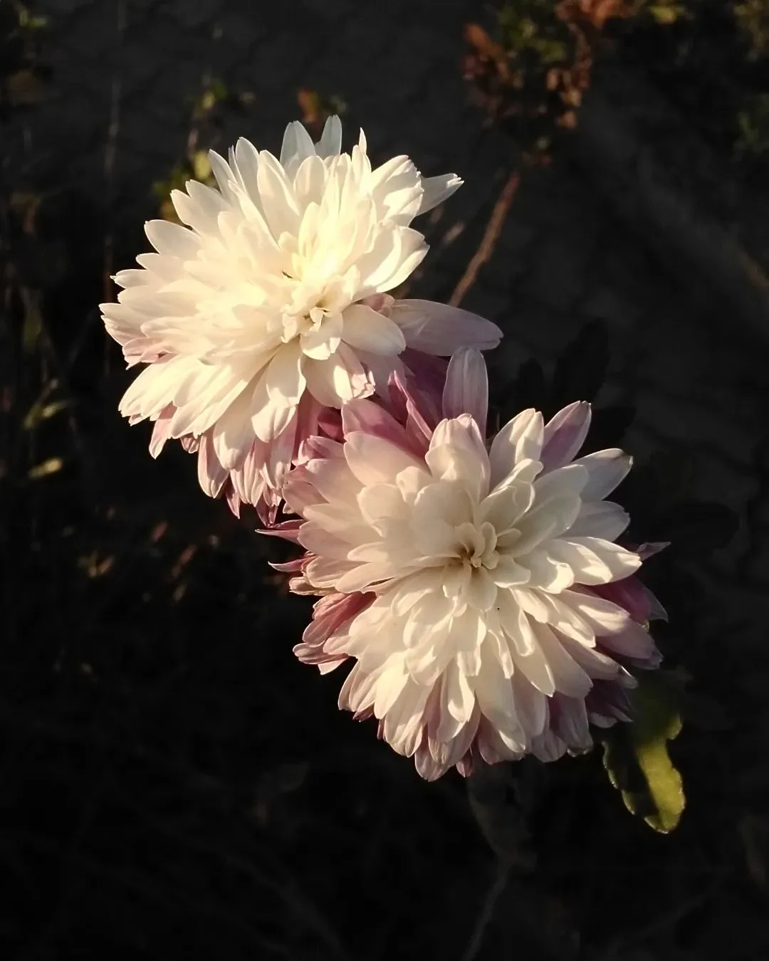 Plant FAQs Chrysanthemum Morifolium Florist's Daisy
