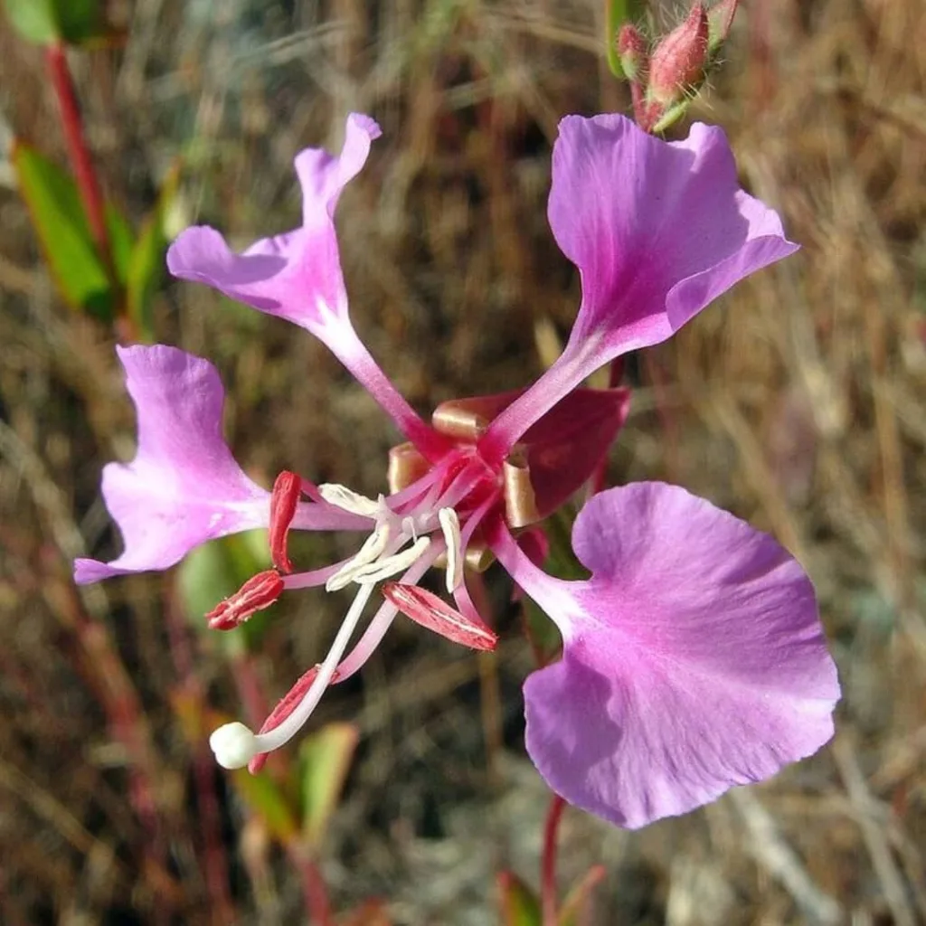 Clarkia Unguiculata