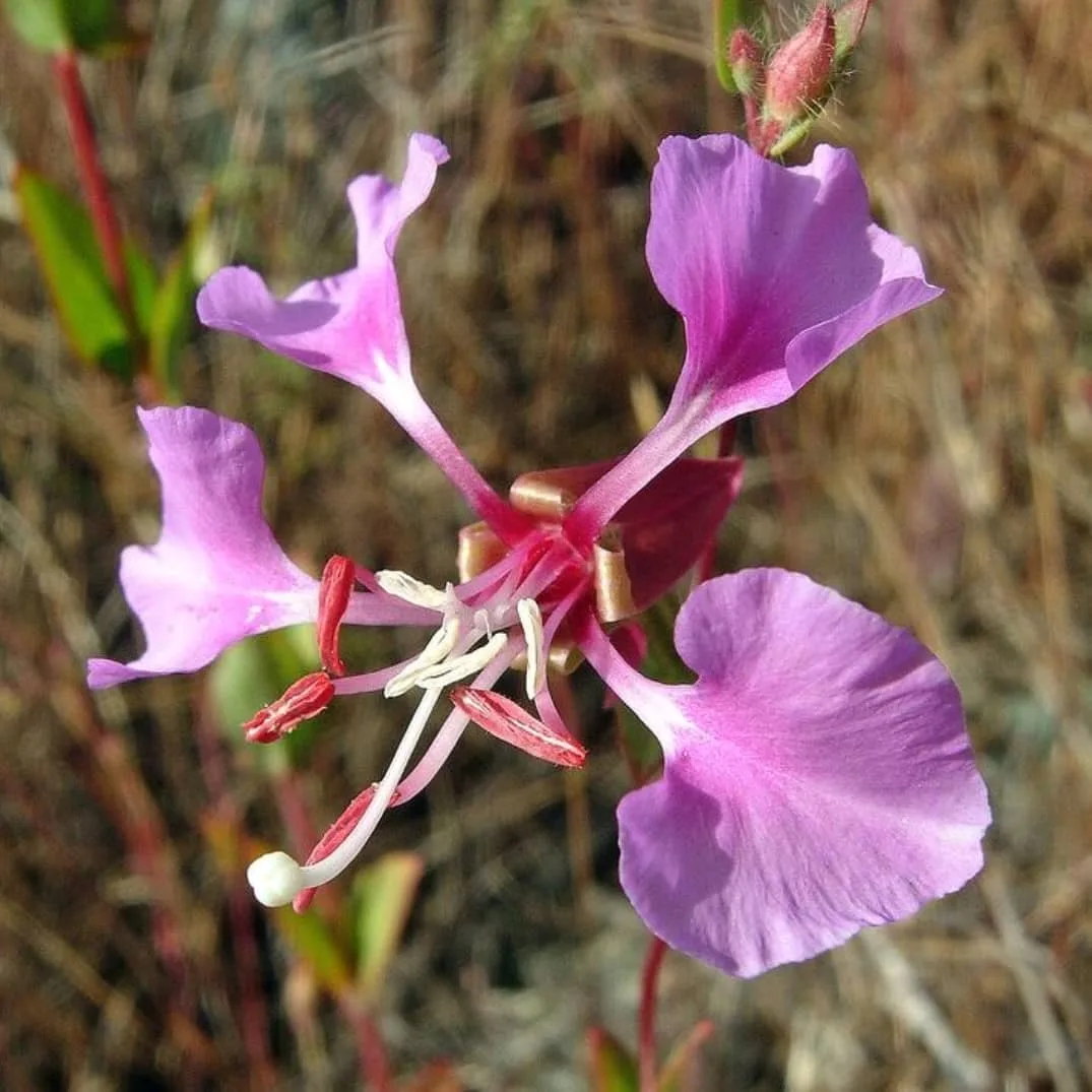 Plant 101: Clarkia Unguiculata