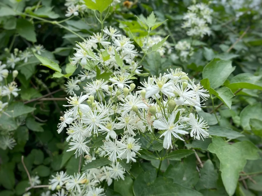 Clematis Ligusticifolia