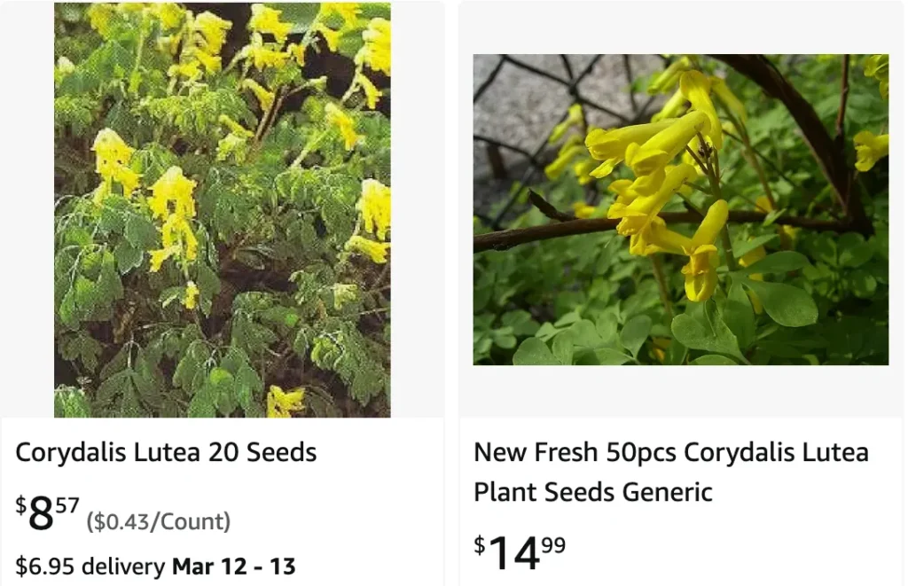 Corydalis Lutea