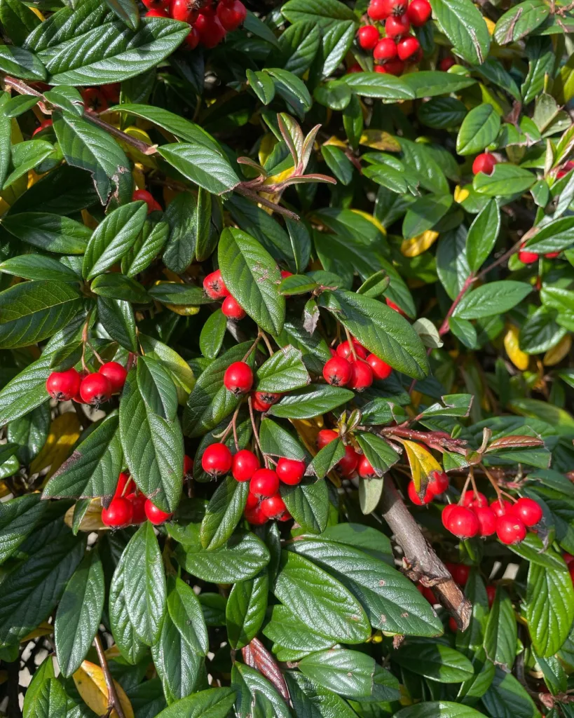 Cotoneaster Hedge