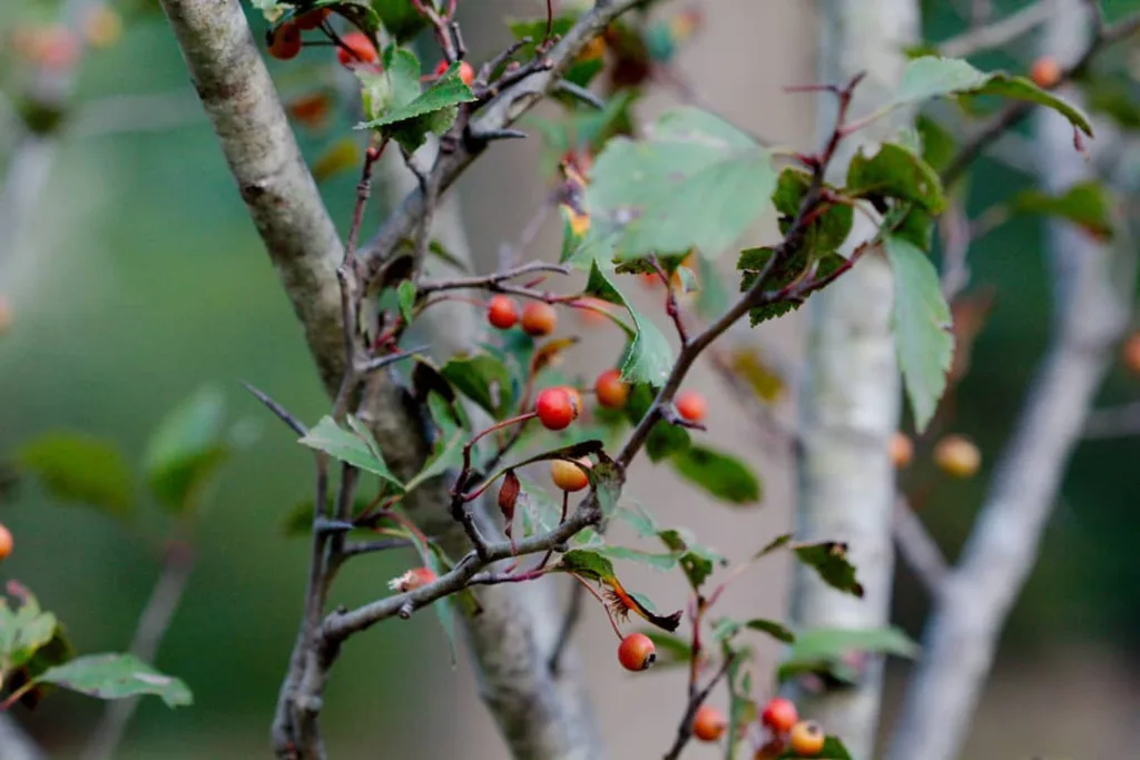 Crataegus Viridis