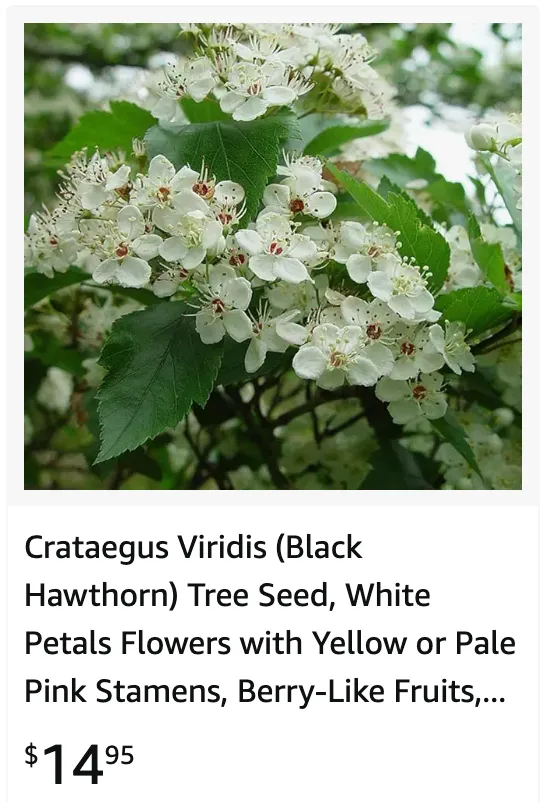 Crataegus Viridis