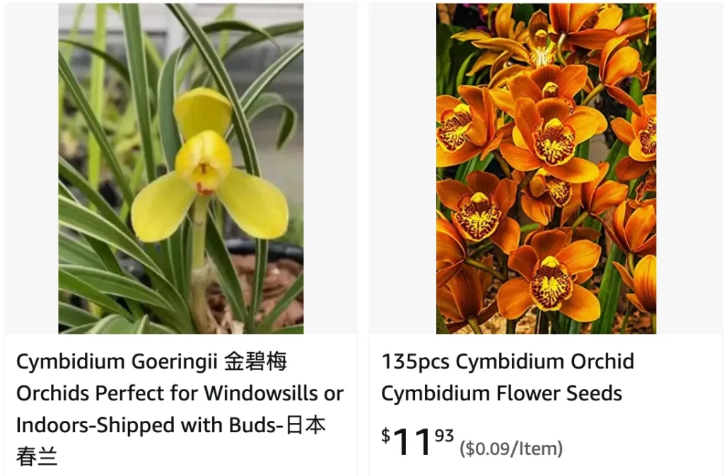 Cymbidium Goeringii | Monsteraholic