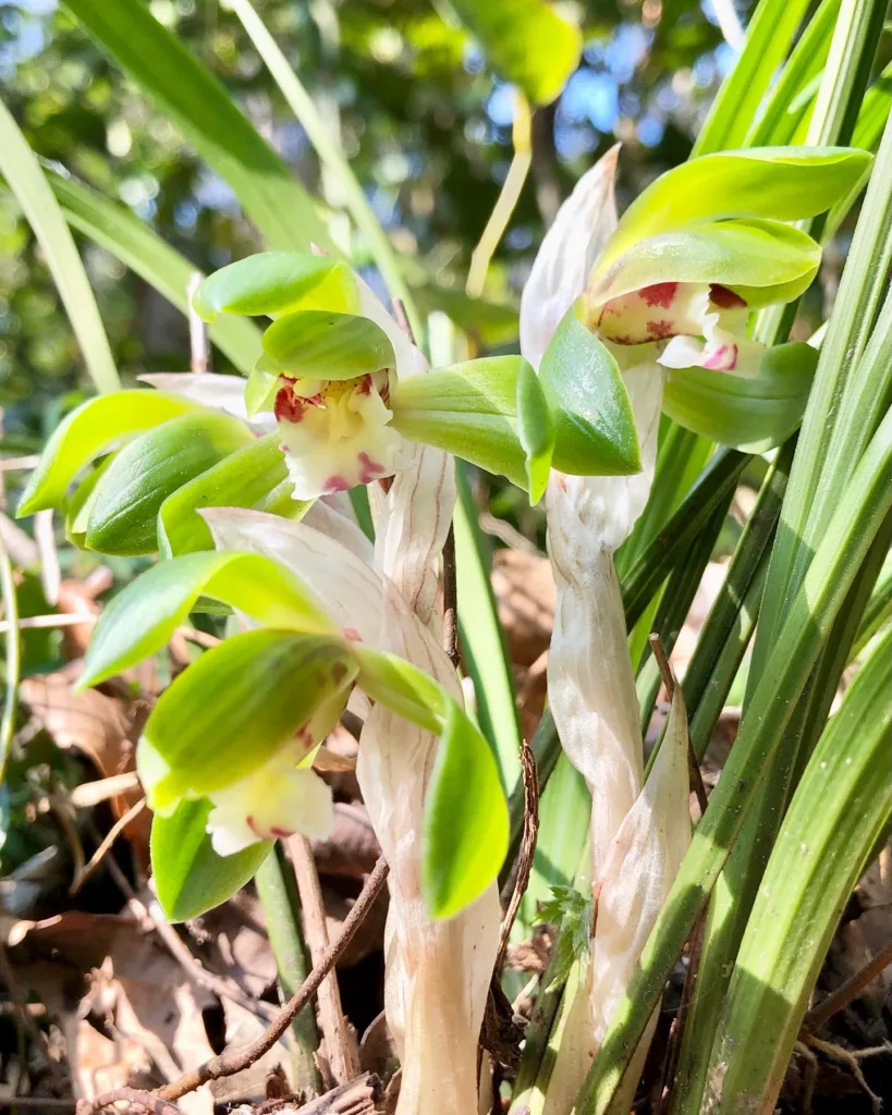 Cymbidium Goeringii