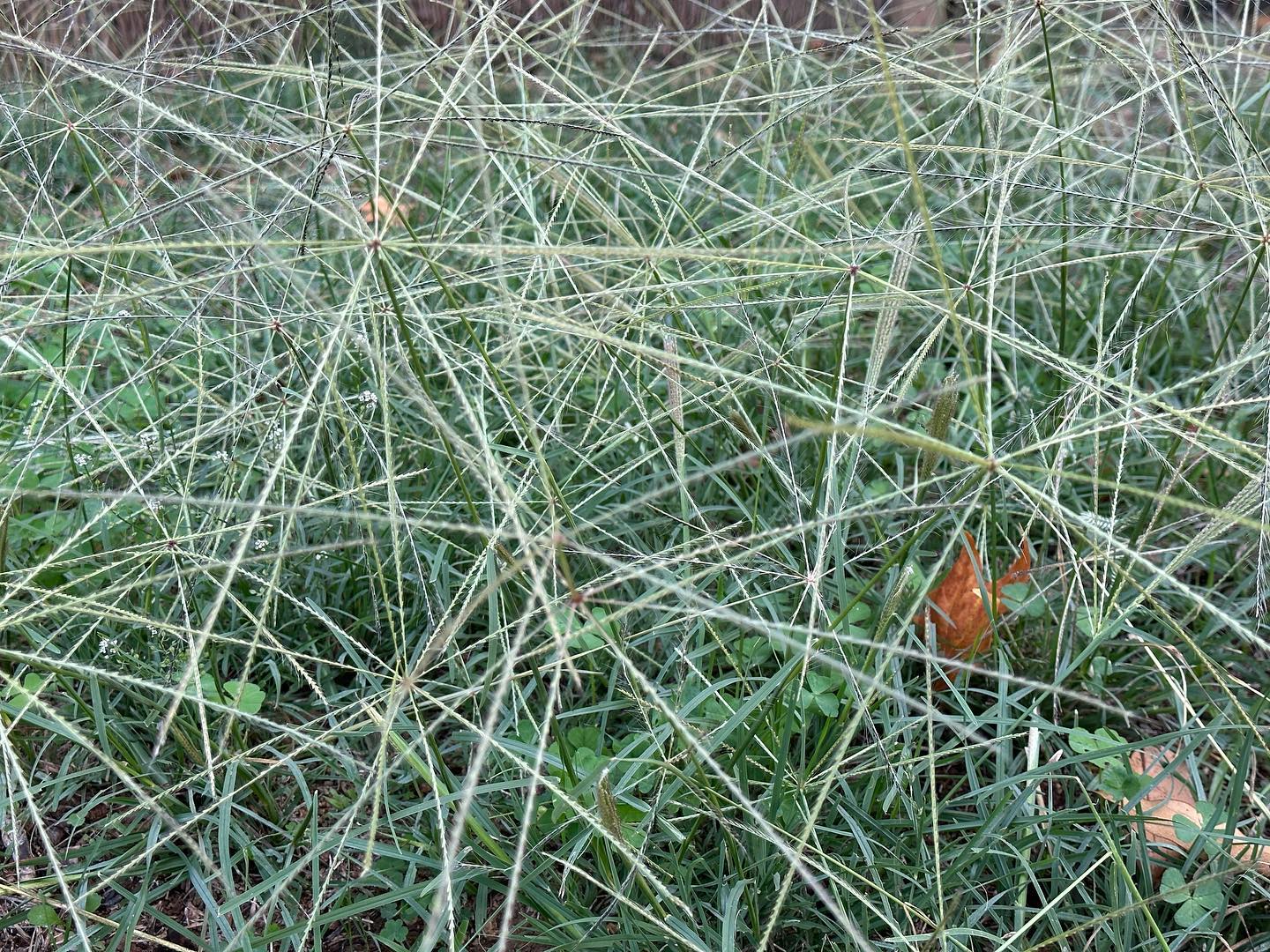 Plant FAQs: Cynodon Dactylon - Bermuda Grass