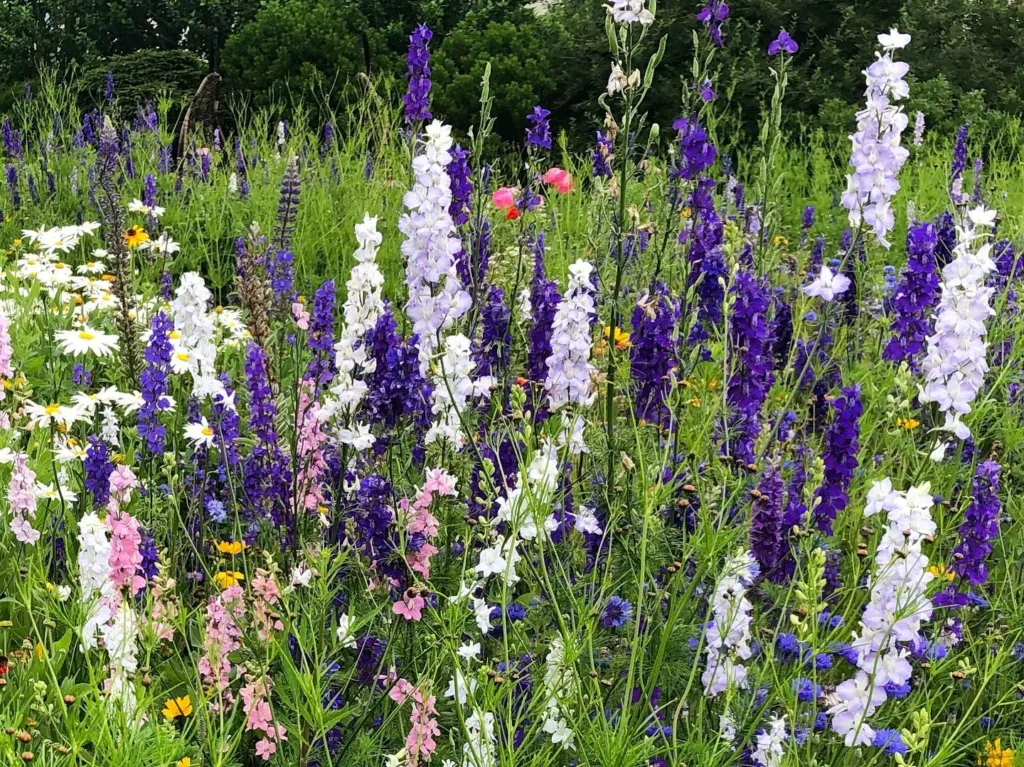 Delphinium Consolida