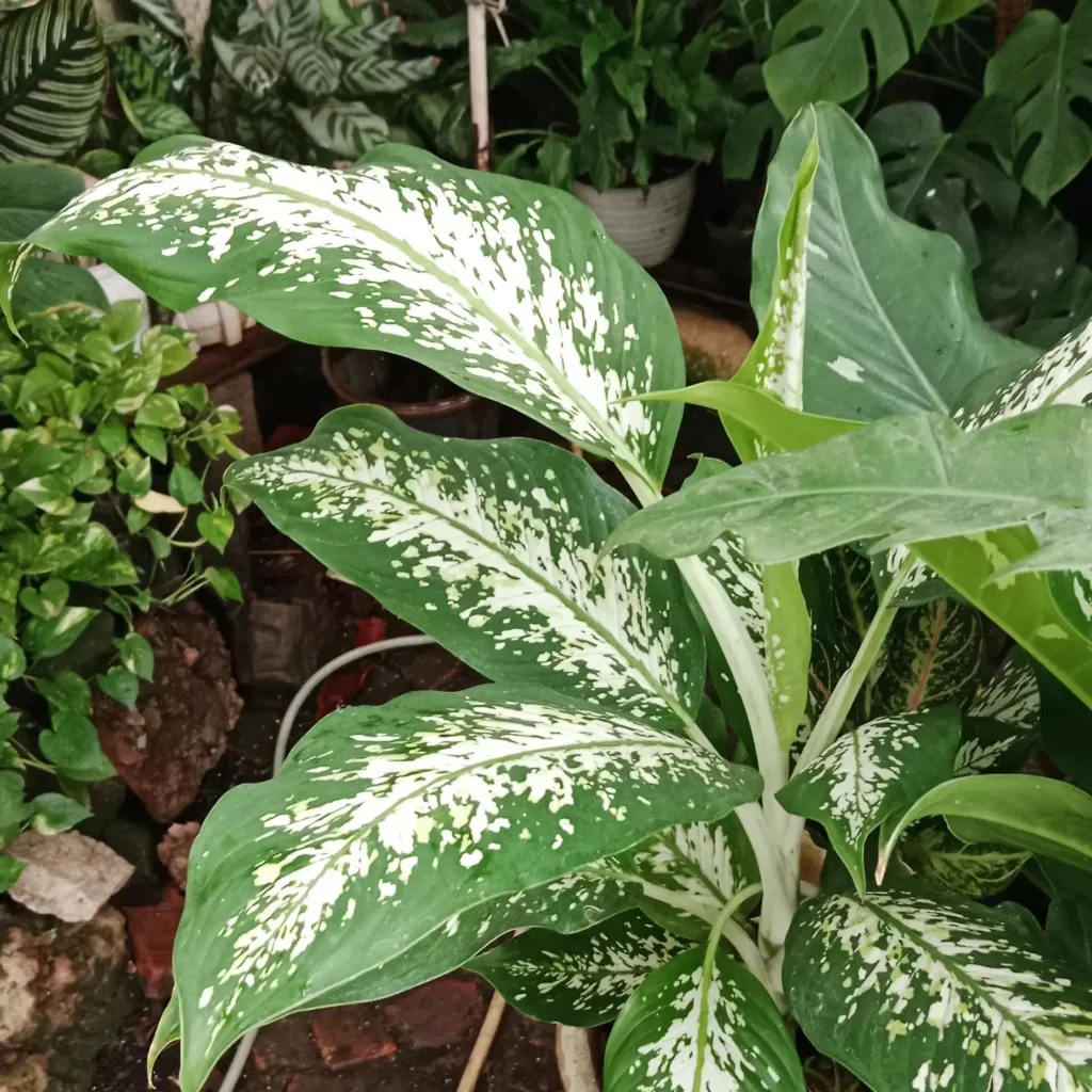 Dieffenbachia Seguine