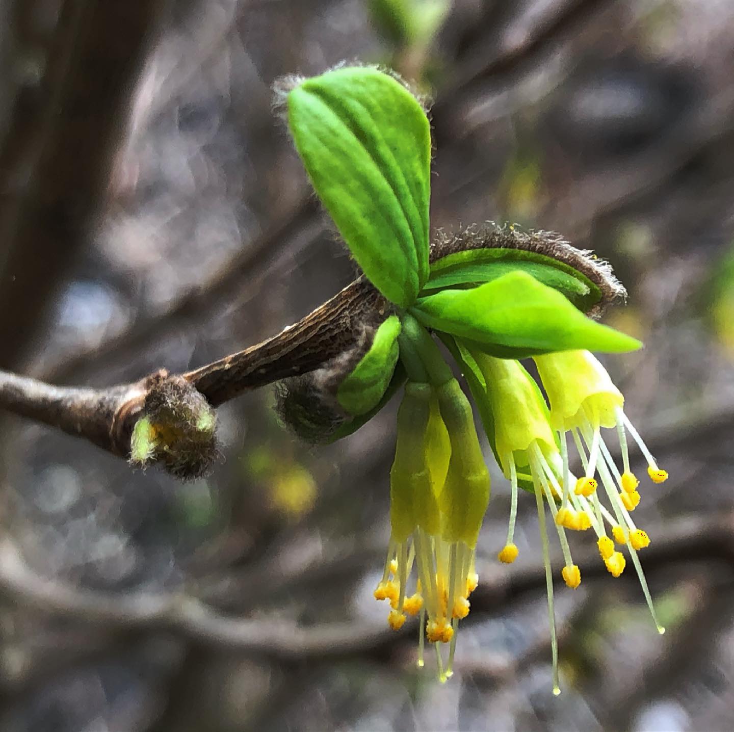 Dirca Palustris